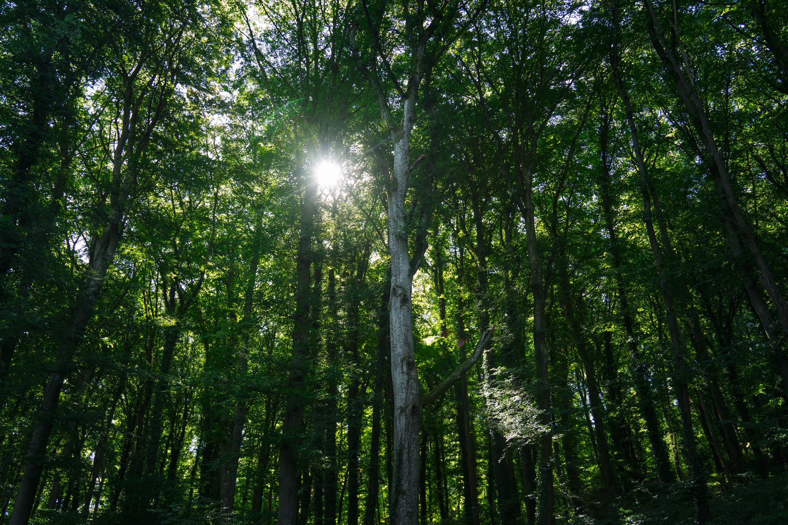 Mullerthal, photo 4 of 15