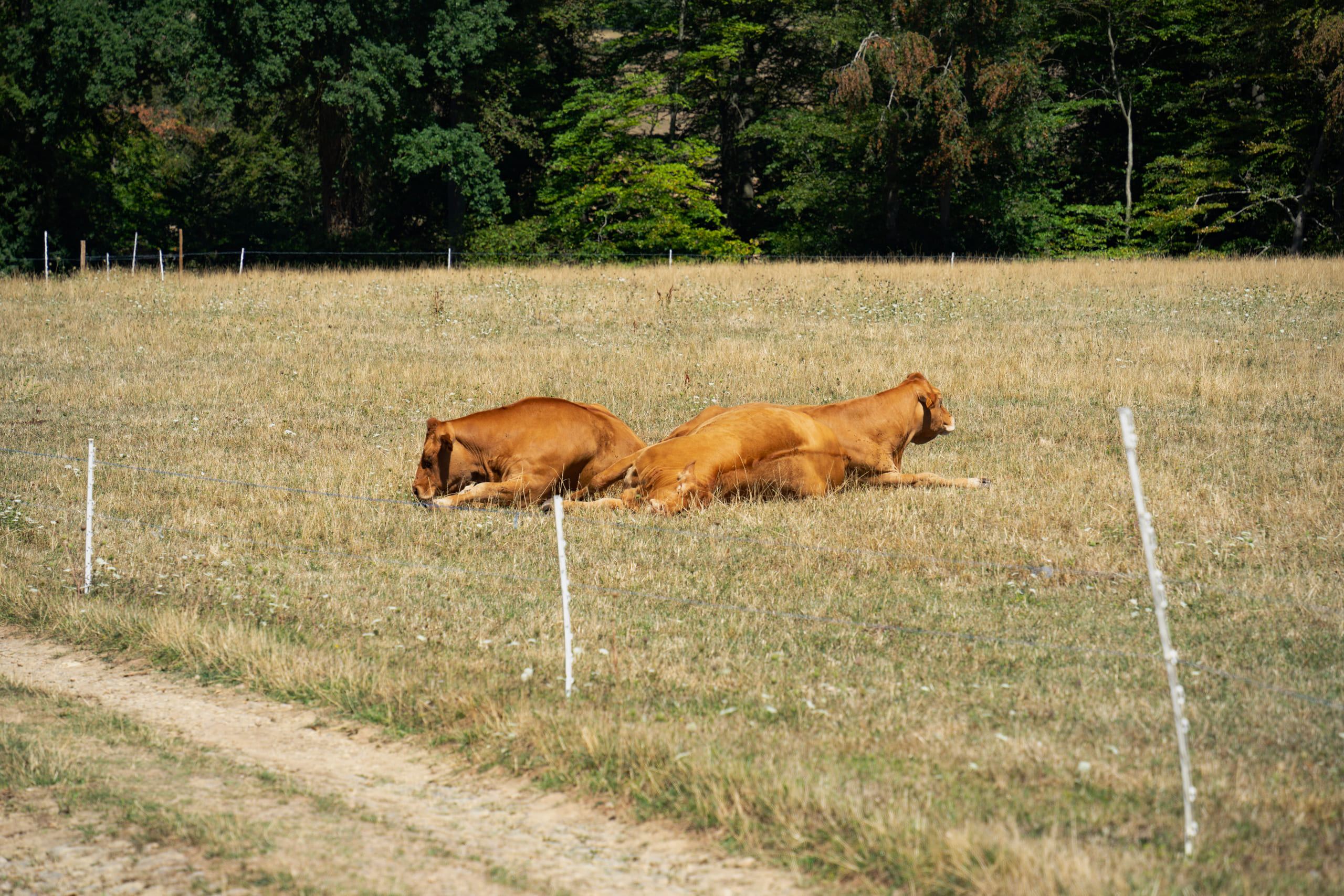 Mullerthal, photo 6 of 15