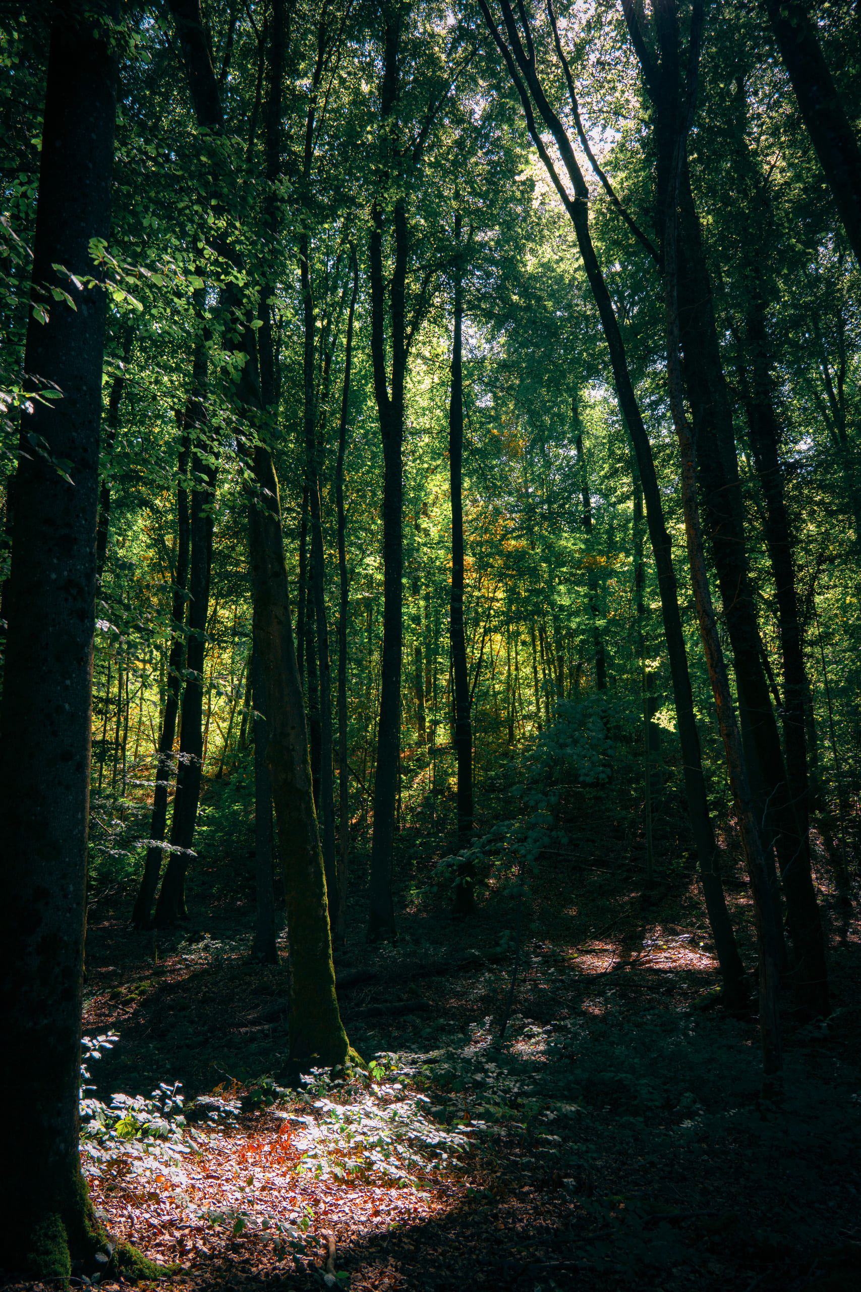 Mullerthal, photo 10 of 15
