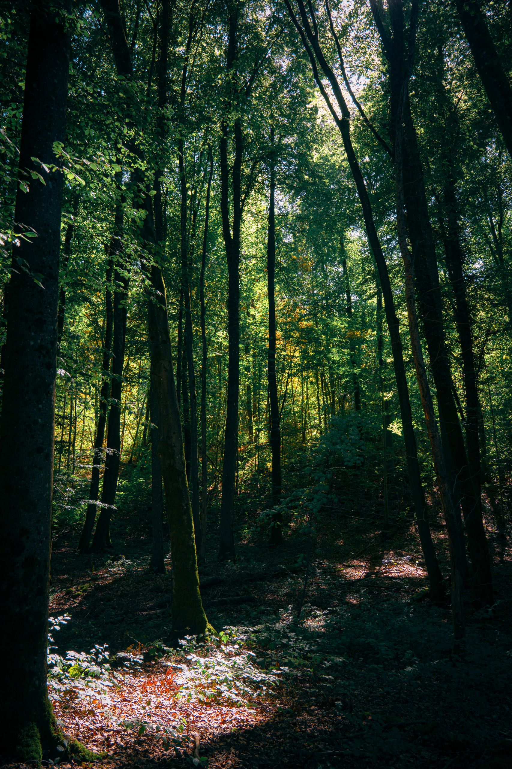 Mullerthal, photo 10 of 15